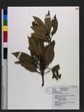 Elaeocarpus argenteus Merr. ^