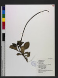 Stachytarpheta jamaicensis (L.) Vahl. 長穗木