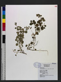 Leucas mollissima Wall. var. chinensis Benth. ժ