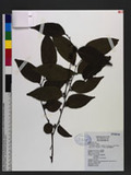 Glochidion zeylanicum (Gaertn.) A. Juss. var. lanceolatum (Hayata) M. J. Deng & J. C. Wang ܰwCYG