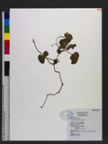 Ipomoea gracilis R. Br. 海牽牛