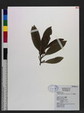 Michelia compressa (Maxim.) Sargent var. lanyuensis S. Y. Lu 蘭嶼烏心石