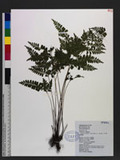 Lindsaea orbiculata (Lam.) Mett. ex Kuhn var. deltoidea Y. C. Wu. T