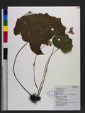 Begonia austrotaiwanensis Y. K. Chen & C.-I Peng nOW