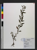 Ludwigia hyssopifolia (G. Don) Exell ӸB