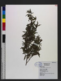 Ludwigia octovalvis (Jacq.) P. H. Raven B
