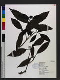 Aucuba japonica Thunb. Fs