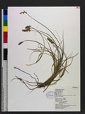 Carex nubigena D. ...