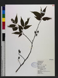 Aphananthe aspera (Thunb. ex Murray) Planch. W
