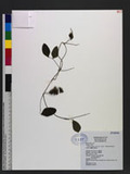 Dumasia villosa DC. subsp. bicolor (Hayata) H. Ohashi & Tateishi OWs«