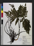 Botrychium daucifolium Wall. ex Hook. & Grev. 薄葉大陰地蕨