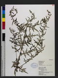Artemisia princeps Pamp. var. orientalis (Pamp.) Hara 