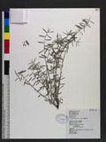 Indigofera linifolia (L. f.) Retz. 細葉木藍