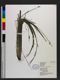 Carex arisanensis ...