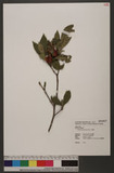 Gardenia jasminoid...