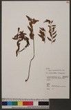 Asplenium pseudolaserpitiifolium Ching ex Tardieu & Ching K