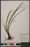 Carex sp.