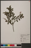 Vaccinium wrightii A. Gray var. formosanum (Hayata) H. L. Li OWjV