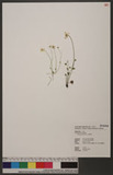 Parnassia palustris L. 