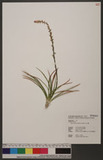 Aletris spicata (Thunb.) Franchet. 