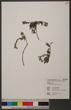 Lithospermum zolli...