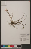Dendrobium heishanense Hayata ۱