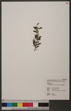 Gastrochilus formosanus (Hayata) Hayata OWQ