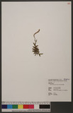 Oberonia arisanensis Hayata sm