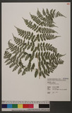 Acrophorus macrocarpus Ching 쿹