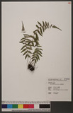 Athyrium oppositipinnum Hayata Ϳ\