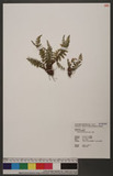 Woodsia polystichoides D. C. Eaton 
