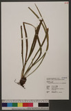 Haplopteris taeniophylla (Copel.) E. H. Crane sѱa