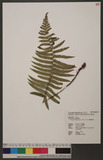 Dryopteris cycadina (Fr. & Sav.) C. Chr. 