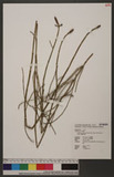 Equisetum ramosissimum Desf. subsp. debile (Roxb. ex Vaucher) Hauke OW