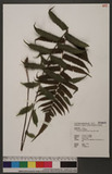Cyclosorus dentatus (Forsk.) Ching p