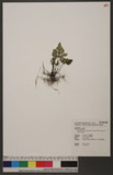 Cheilanthes concolor (Langsd. & Fisch.) R. M. Tryon & A. F. Tryon ¤߿