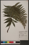 Dryopsis fauriei H...