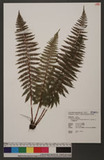 Dryopsis kawakamii (Hayata) Holttum & P. J. Edwards tW
