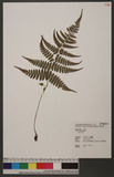 Athyrium otophorum (Miq.) Koidzumi