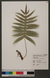 Phymatodes echinospora Tagawa jɤsp