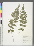 Athyrium strigillosum (T. Moore ex E. J. Lowe) Salomon U\