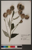Vernonia patula (D...
