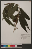 Callicarpa pilosissima Maxim. var. henryi Yamamoto Ӹ]