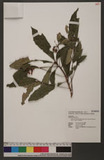 Ardisia cornudentata Mez subsp. morrisonensis (Hayata) Yuen P. Yang ɤs