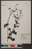 Emilia sonchifolia (L.) DC. var. javanica (Burm. f.) Mattfeld I