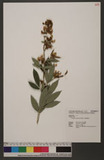 Crotalaria zanzibarica Benth. nޫ˨