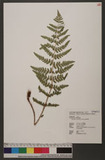 Dryopteris woodsiisora Hayata 