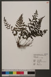 Athyrium anisopterum H. Christ J\