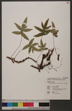 Phymatopteris quasidivaricata (Hayata) Pic. Ser. ɤsp