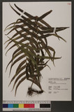 Goniophlebium mengtzeense (H. Christ) Rodl-Linder bs